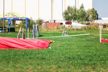 Dog in agility competition set up in green grassy park