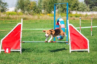 Dog in agility competition set up in green grassy park