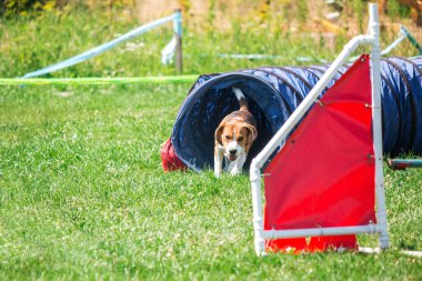 Dog in agility competition set up in green grassy park