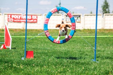 Dog in agility competition set up in green grassy park