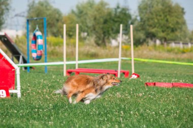 Dog in agility competition set up in green grassy park