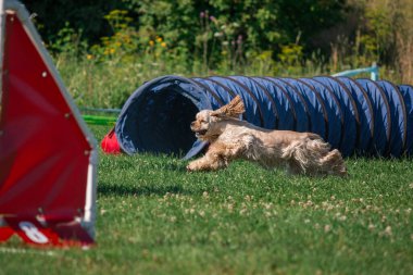 Dog in agility competition set up in green grassy park