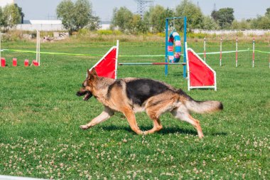 Dog in agility competition set up in green grassy park
