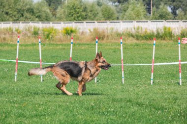 Dog in agility competition set up in green grassy park