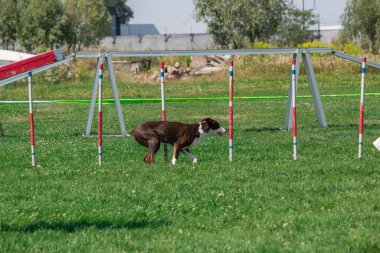 Dog in agility competition set up in green grassy park