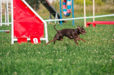 Dog in agility competition set up in green grassy park
