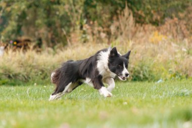 Dog catching flying disk in jump, pet playing outdoors in a park. sporting event, achievement in sport