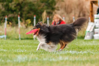 Dog catching flying disk in jump, pet playing outdoors in a park. sporting event, achievement in sport