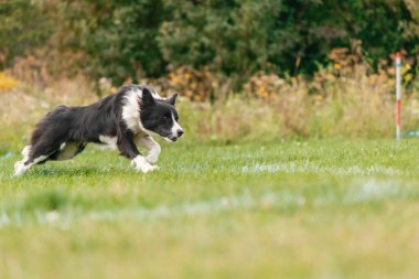 Dog catching flying disk in jump, pet playing outdoors in a park. sporting event, achievement in sport