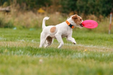 Dog catching flying disk in jump, pet playing outdoors in a park. sporting event, achievement in sport