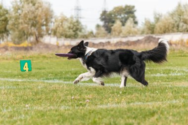Dog catching flying disk in jump, pet playing outdoors in a park. sporting event, achievement in sport