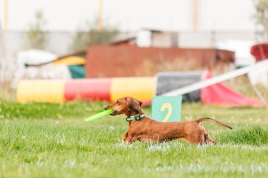 Dog catching flying disk in jump, pet playing outdoors in a park. sporting event, achievement in sport
