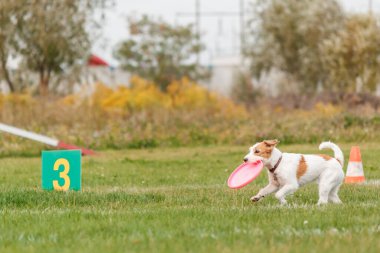 Dog catching flying disk in jump, pet playing outdoors in a park. sporting event, achievement in sport
