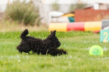 Dog catching flying disk in jump, pet playing outdoors in a park. sporting event, achievement in sport
