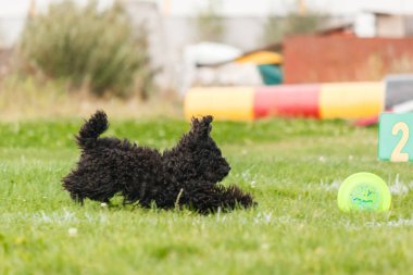Dog catching flying disk in jump, pet playing outdoors in a park. sporting event, achievement in sport