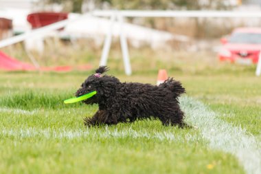 Dog catching flying disk in jump, pet playing outdoors in a park. sporting event, achievement in sport