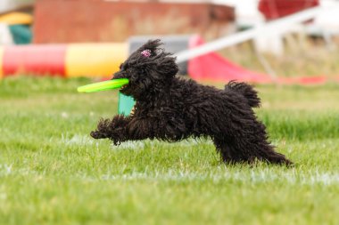 Dog catching flying disk in jump, pet playing outdoors in a park. sporting event, achievement in sport