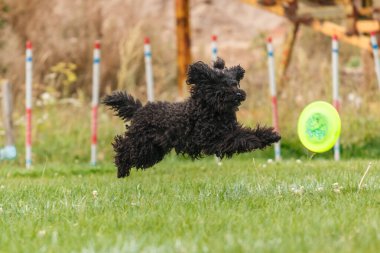 Dog catching flying disk in jump, pet playing outdoors in a park. sporting event, achievement in sport