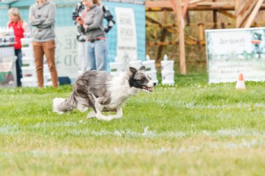 Dog catching flying disk in jump, pet playing outdoors in a park. sporting event, achievement in sport