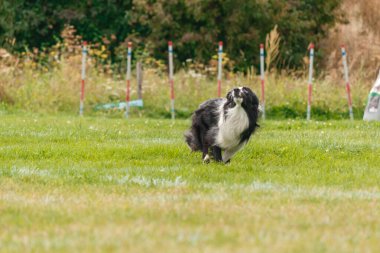 Dog catching flying disk in jump, pet playing outdoors in a park. sporting event, achievement in sport