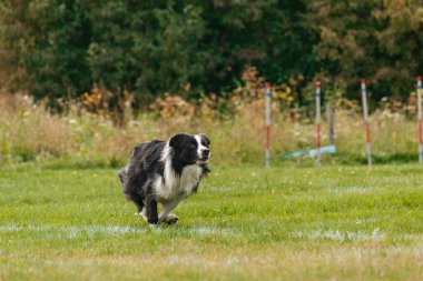 Dog catching flying disk in jump, pet playing outdoors in a park. sporting event, achievement in sport