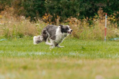 Dog catching flying disk in jump, pet playing outdoors in a park. sporting event, achievement in sport