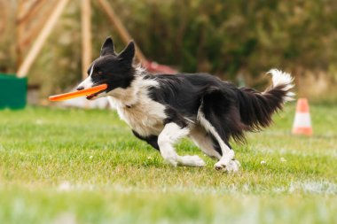 Dog catching flying disk in jump, pet playing outdoors in a park. sporting event, achievement in sport