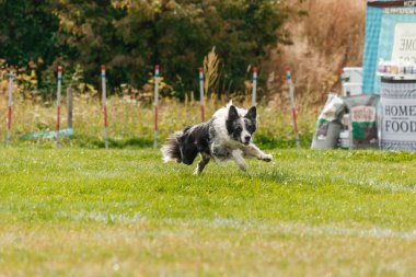 Dog catching flying disk in jump, pet playing outdoors in a park. sporting event, achievement in sport