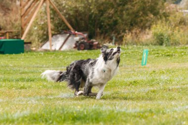 Dog catching flying disk in jump, pet playing outdoors in a park. sporting event, achievement in sport
