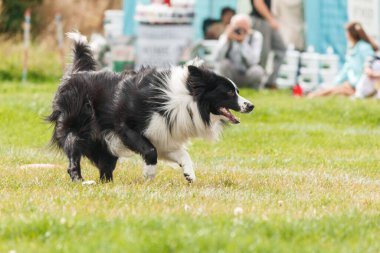 Dog catching flying disk in jump, pet playing outdoors in a park. sporting event, achievement in sport