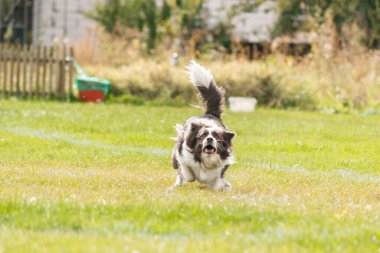 Dog catching flying disk in jump, pet playing outdoors in a park. sporting event, achievement in sport