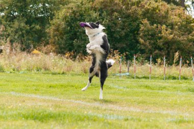 Dog catching flying disk in jump, pet playing outdoors in a park. sporting event, achievement in sport
