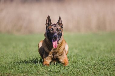 Working malinois dog. Belgian shepherd dog. Police, guard dog