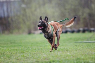 Working malinois dog. Belgian shepherd dog. Police, guard dog