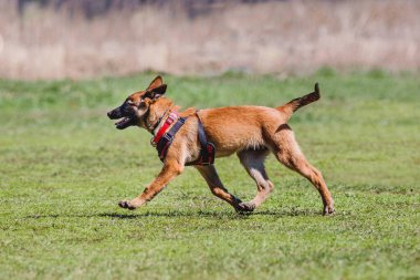 Working malinois dog. Belgian shepherd dog. Police, guard dog