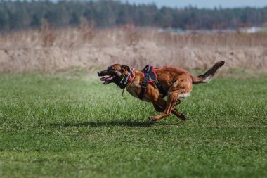 Working malinois dog. Belgian shepherd dog. Police, guard dog