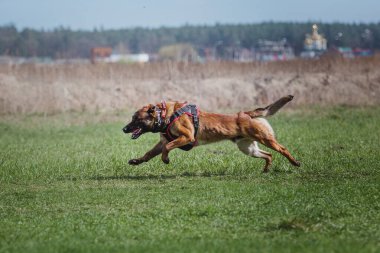 Working malinois dog. Belgian shepherd dog. Police, guard dog