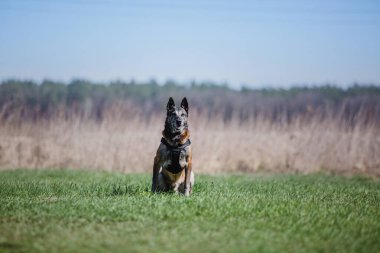 Working malinois dog. Belgian shepherd dog. Police, guard dog