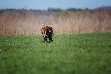 Working malinois dog. Belgian shepherd dog. Police, guard dog