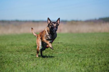 Working malinois dog. Belgian shepherd dog. Police, guard dog