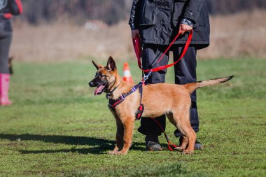 Working malinois dog. Belgian shepherd dog. Police, guard dog