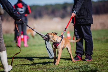 Working malinois dog. Belgian shepherd dog. Police, guard dog
