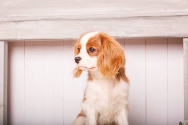 Şövalye Kral Charles Spaniel içeride yavru köpek