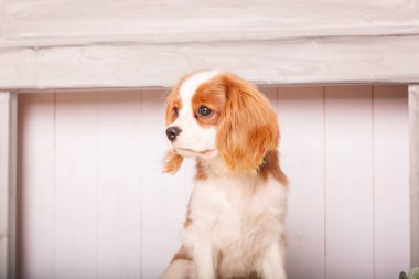 Cavalier King Charles Spaniel puppy dog inside clipart