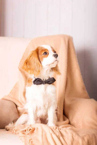 Cavalier King Charles Spaniel Cachorro Perro Dentro — Foto de Stock