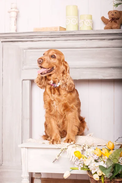Happy English Cocker Spaniel dog portrait with flowers