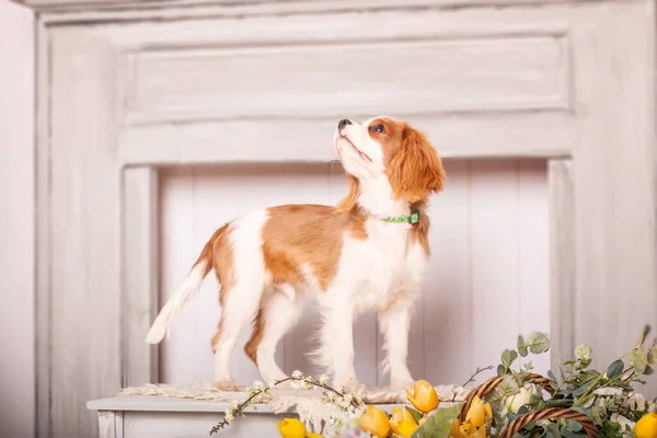 Cavaleiro Rei Charles Spaniel Cachorro Cão Dentro — Fotografia de Stock