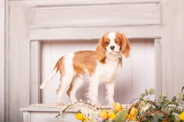 Cavaleiro Rei Charles Spaniel Cachorro Cão Dentro — Fotografia de Stock