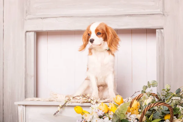 Cavaleiro Rei Charles Spaniel Cachorro Cão Dentro — Fotografia de Stock