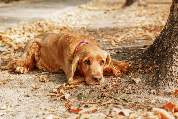 Triest Engels Cocker Spaniel Hondenportret Herfstseizoen Herfst — Stockfoto